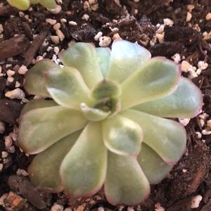 Meet your Posher, Jacqueline